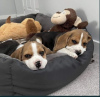 Additional photos: For sale English Beagle puppies