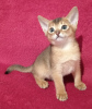 Additional photos: Abyssinian kittens