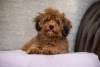 Additional photos: Bichon Havanese puppies