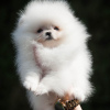 Photo №3. Pomeranian Spitz. Germany