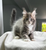 Photo №1. maine coon - for sale in the city of Hannover | Is free | Announcement № 95116