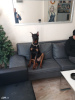 Photo №3. Orginal Doberman 6 month age. Turkey