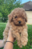 Photo №3. Poodle puppies. Serbia