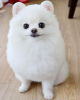 Additional photos: White beautiful female Pomeranian