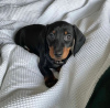 Photo №2 to announcement № 36934 for the sale of dachshund - buy in United States breeder