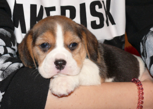 Photo №2 to announcement № 3850 for the sale of beagle - buy in Russian Federation from nursery, breeder