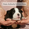 Photo №4. I will sell american bully in the city of Saratov. from nursery - price - 1080$