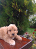 Photo №4. I will sell golden retriever in the city of Vilovo. breeder - price - 317$