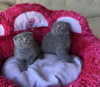 Photo №1. scottish fold - for sale in the city of Berlin | 264$ | Announcement № 120384