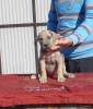 Photo №1. cane corso - for sale in the city of Belgrade | negotiated | Announcement № 120717