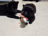 Additional photos: Svensk Lapphund puppies FCI