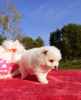 Photo №4. I will sell  in the city of Torzhok. breeder - price - 325$