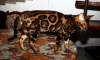 Photo №4. Mating bengal cat in Ukraine. Announcement № 8089