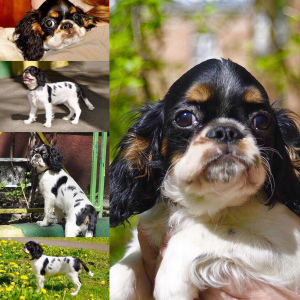 Photo №1. cavalier king charles spaniel - for sale in the city of Moscow | 1289$ | Announcement № 2265