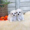 Photo №1. maltese dog - for sale in the city of Helsinki | negotiated | Announcement № 83536