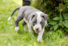 Photo №2 to announcement № 11918 for the sale of american bully - buy in Russian Federation 