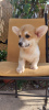 Photo №4. I will sell welsh corgi in the city of Belgrade. breeder - price - negotiated