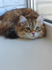 Photo №4. I will sell siberian cat in the city of Москва. private announcement - price - negotiated