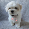 Photo №1. maltese dog - for sale in the city of Kiev | 1500$ | Announcement № 15894