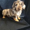 Photo №3. Long Haired Daschund Puppies For Sale. United States