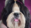 Photo №1. shih tzu - for sale in the city of Долинская | negotiated | Announcement № 18221