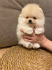 Photo №1. pomeranian - for sale in the city of Гамбург | 740$ | Announcement № 110358