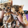 Photo №2 to announcement № 71728 for the sale of toyger - buy in Australia private announcement, breeder