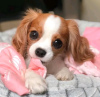 Photo №2 to announcement № 116643 for the sale of cavalier king charles spaniel - buy in Finland private announcement, breeder