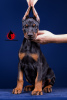 Photo №2 to announcement № 13133 for the sale of dobermann - buy in Russian Federation from nursery