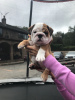 Photo №4. I will sell english bulldog in the city of Киль. private announcement - price - 423$