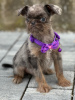 Photo №3. Brussels Griffon male puppies for sale. Serbia