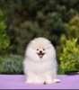 Photo №2 to announcement № 115142 for the sale of pomeranian - buy in Russian Federation private announcement, from nursery