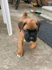 Photo №1. boxer - for sale in the city of Deniliquin | 300$ | Announcement № 71692