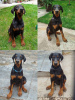 Photo №4. I will sell dobermann in the city of Belgrade.  - price - 370$