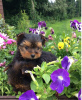 Photo №2 to announcement № 51122 for the sale of yorkshire terrier - buy in United States private announcement