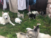 Photo №3. Champion Bloodline Siberian Husky puppies for sale now. Germany