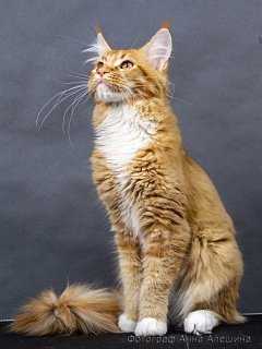 Photo №1. maine coon - for sale in the city of Petrozavodsk | Is free | Announcement № 2646
