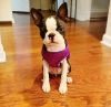 Photo №4. I will sell boston terrier in the city of Los Angeles. breeder - price - 400$