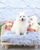 Photo №4. I will sell samoyed dog in the city of Гамбург. private announcement, from nursery, from the shelter - price - 528$