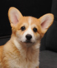 Photo №1. welsh corgi - for sale in the city of Ровно | 1374$ | Announcement № 92840