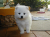 Photo №1. japanese spitz - for sale in the city of Geneva | 473$ | Announcement № 11343