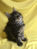 Photo №3. Maine Coon kittens from the cattery. Russian Federation