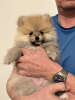 Photo №1. german spitz - for sale in the city of Weiden | negotiated | Announcement № 97093