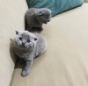 Photo №1. scottish fold - for sale in the city of Denver | 250$ | Announcement № 96242