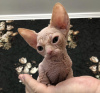 Photo №2 to announcement № 87611 for the sale of sphynx-katze - buy in United States private announcement