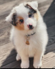 Photo №1. australian shepherd - for sale in the city of Budapest | 423$ | Announcement № 100280