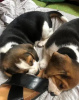 Photo №3. Beautiful beagles puppies. Ukraine