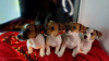 Photo №2 to announcement № 82124 for the sale of jack russell terrier - buy in Ukraine private announcement