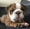 Photo №1. english bulldog - for sale in the city of Эспоо | negotiated | Announcement № 41452