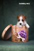 Photo №2 to announcement № 9807 for the sale of jack russell terrier - buy in Russian Federation breeder